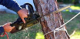 Best Commercial Tree Services  in Yuma, CO