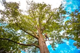 Best Tree Preservation Services  in Yuma, CO