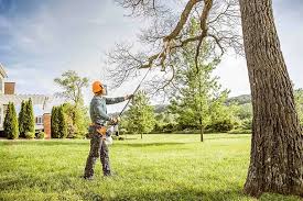 How Our Tree Care Process Works  in Yuma, CO