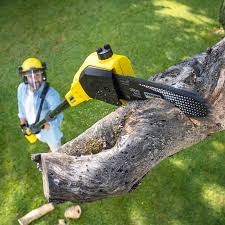 Best Stump Grinding and Removal  in Yuma, CO