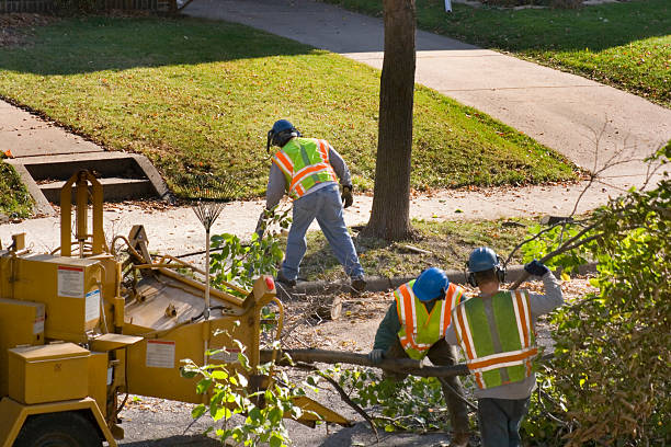 Best Emergency Tree Removal  in Yuma, CO