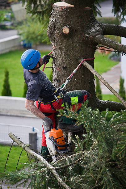 Reliable Yuma, CO Tree Services Solutions