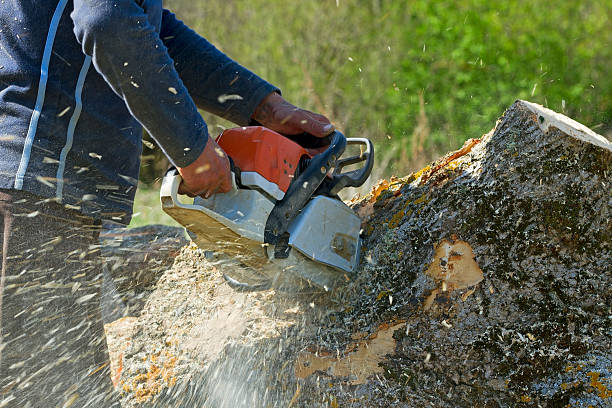 Best Tree Preservation Services  in Yuma, CO